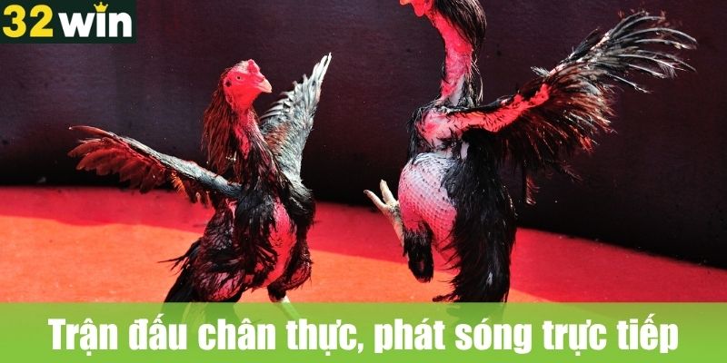 Trận đấu chân thực, phát sóng trực tiếp