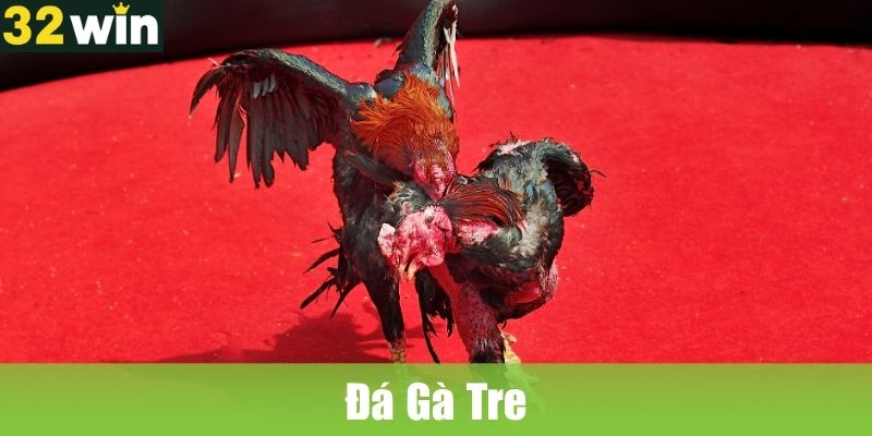 Đá Gà Tre: Kinh Nghiệm Đặt Cược Bách Phát Bách Trúng