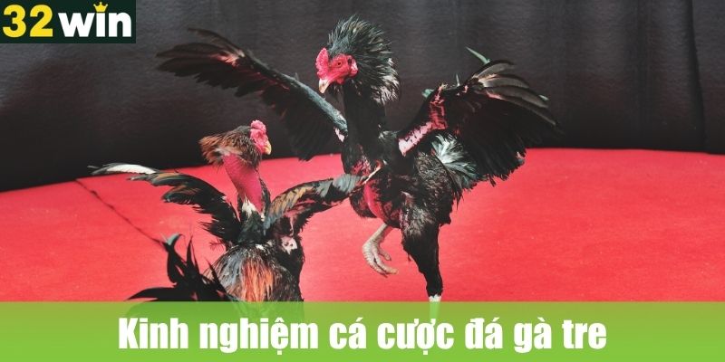 Kinh nghiệm cá cược đá gà tre