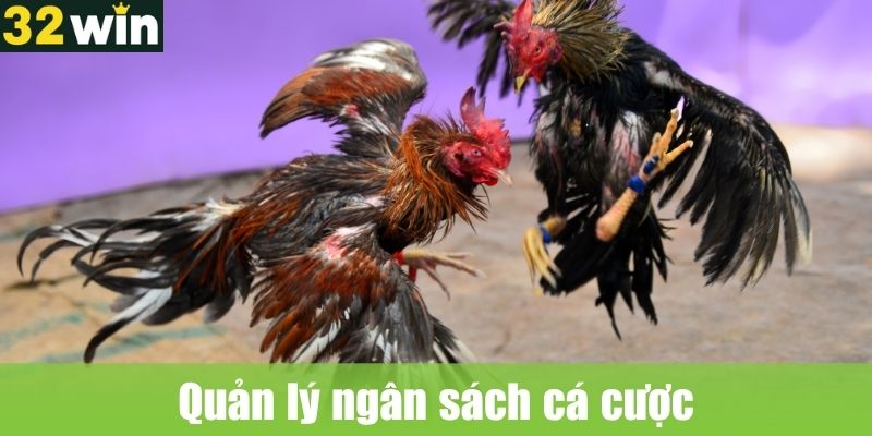 Quản lý ngân sách cá cược